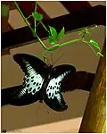 Accouplement.