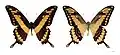 Papilio thoas thoas - MHNT
