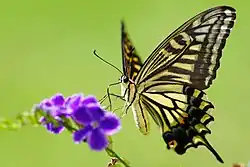 Adulte butinant une fleur
