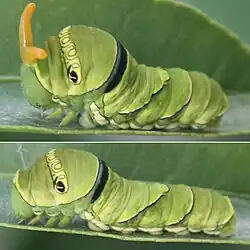 chenille de Papilio xuthus sortant son osmeterium
