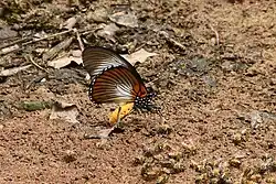 Papilio zalmoxis mâle, ailes repliées
