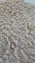 Papilles ruminales de la panse d'un impala.