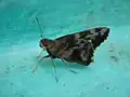 Papillon