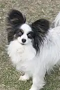 Exemple de papillon, avec les oreilles droites.