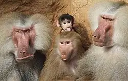 Babouins hamadryas au zoo de Cologne.