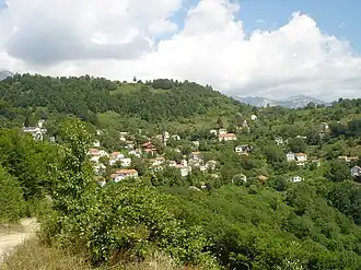 Papradichté