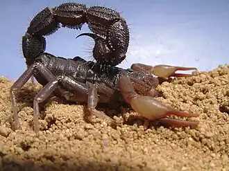 Description de cette image, également commentée ci-après