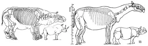 Gravure d'archive dépeignant deux reconstitutions squelettiques d'un grand rhinocéros préhistorique sans corne. La version à gauche montre une version trapue, tandis que la version à droite montre une version plus élancée et plus probable.