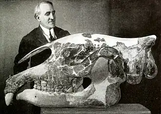 Photo d'archive montrant un homme se tenant derrière le crâne fossile d'un grand mammifère préhistorique.