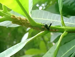 Parachartergus sp.