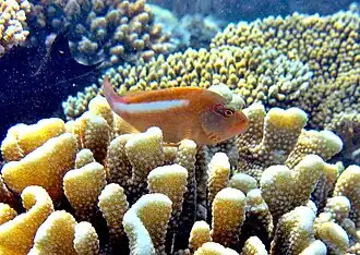 Un épervier strié (Paracirrhites arcatus)