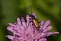 Paracorymbia maculicornis (DeGeer, 1775) ♂
