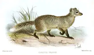 Paracynictis selousi
