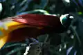 Paradisaea apoda vu de profil.