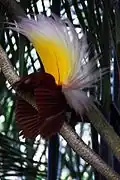 Paradisaea apoda vu de dos.