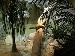Dragon de Komodo
