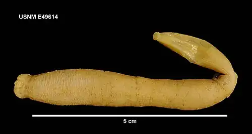 Paradota weddellensis