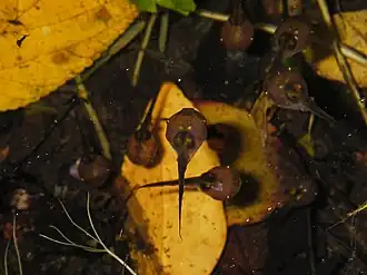 Tétards de Paradoxophyla palmata.
