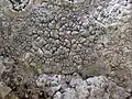 Paralecanographa grumulosa.