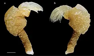 Paralepas morula (Heteralepadidae).