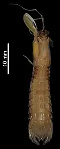 Paralimopsis carinata