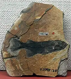 Spécimen de Paralycoptera wui exposé au musée.