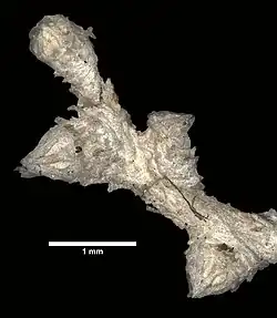 Paramuricea tenuis