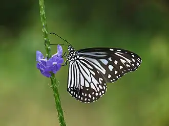 Description de l'image Parantica aglea at Nayikayam Thattu.jpg.