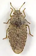Parapiesma quadratum (Piesmatinae), Galles du Nord.