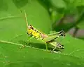 Parapodisma tanzawaensis (Acrididae) mâle