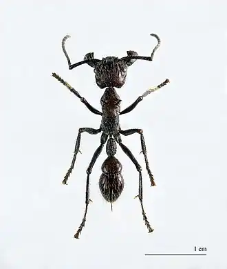 Paraponera clavata, Guyane.