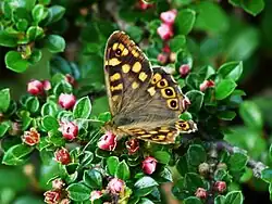 Tircis (Pararge aegeria) sur Cotoneaster horizontalis