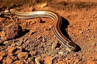 Description de l'image Pararhadinaea melanogaster.JPG.