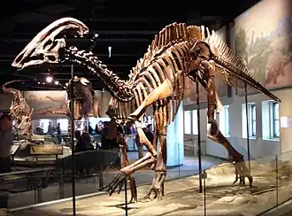 Squelette de Parasaurolophus.