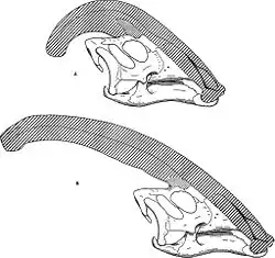 Représentations de crânes de P. cyrtocristatus (en haut) et de P. walkeri (en bas).