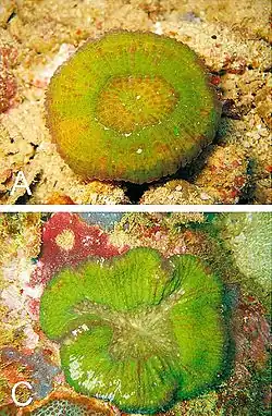 Bactérie verte avec quelques points rouges sur des cailloux