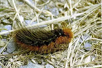 Chenille.