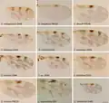 Ailes de Culicoides spp.