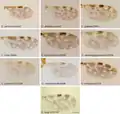 Ailes de Culicoides spp.