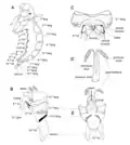 Abdomen