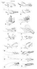 Genitalia
