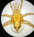 P. fucorum dont le tectum est triangulaire.
