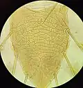 Tectum de P. fucorum.