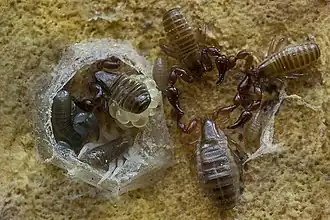 Description de l'image Paratemnoides nidificator.jpg.