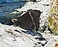 femelle biotope  maquis d'altitude sur terrains ultramafiques Monts Dzumac vers 1000m