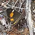 femelle forme orange