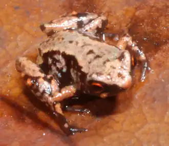 Description de l'image Paratype of Paedophryne swiftorum.png.