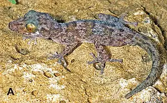 Description de l'image Paratypes of Paroedura hordiesi (cropped) A.jpg.