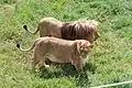 Couple de lions de l'Angola