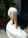 Pélican blanc